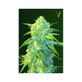 Auto Northern Light - Victory Seeds