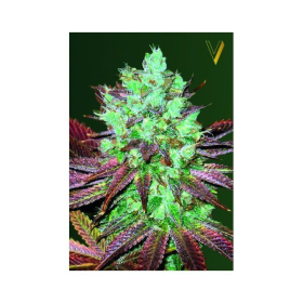 Auto NYV Diesel - Victory Seeds | TanieSianie.pl