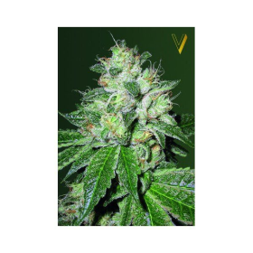 Auto OG Kush - Victory Seeds | TanieSianie.pl
