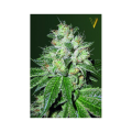 Auto OG Kush - Victory Seeds