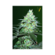 Auto Original Blueberry - Victory Seeds | TanieSianie.pl