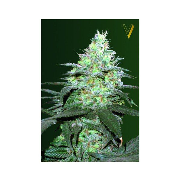 Auto Original Blueberry - Victory Seeds | TanieSianie.pl