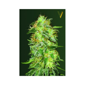 Auto Original Lemon Skunk - Victory Seeds | TanieSianie.pl