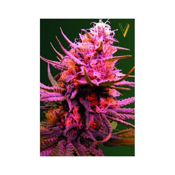 Auto Somango - Victory Seeds | TanieSianie.pl