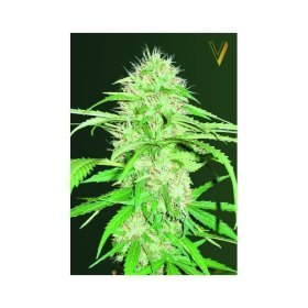 Auto Super Mazar - Victory Seeds | TanieSianie.pl