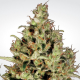 Delahaze - PARADISE SEEDS | TanieSianie.pl