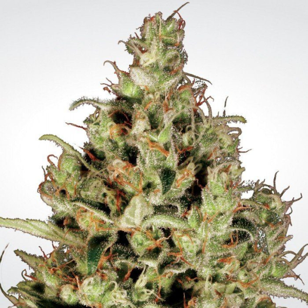 Delahaze - PARADISE SEEDS | TanieSianie.pl
