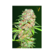 Auto Super Skunk - Victory Seeds | TanieSianie.pl