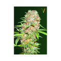 Auto Super Skunk - Victory Seeds