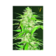Auto Ultra Power Plant - Victory Seeds | TanieSianie.pl