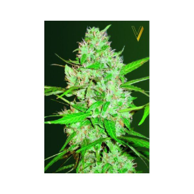 Auto White Russian XXL - Victory Seeds | TanieSianie.pl