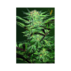 Auto White Widow - Victory Seeds | TanieSianie.pl