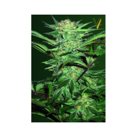 Auto White Widow - Victory Seeds | TanieSianie.pl
