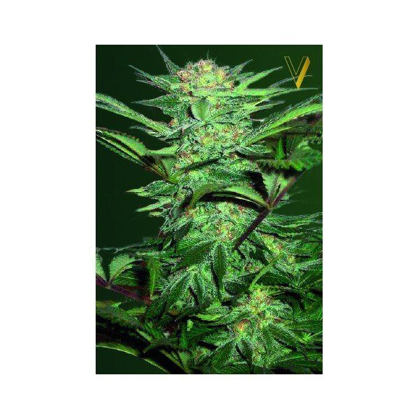 Auto White Widow - Victory Seeds | TanieSianie.pl