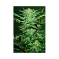Auto White Widow - Victory Seeds