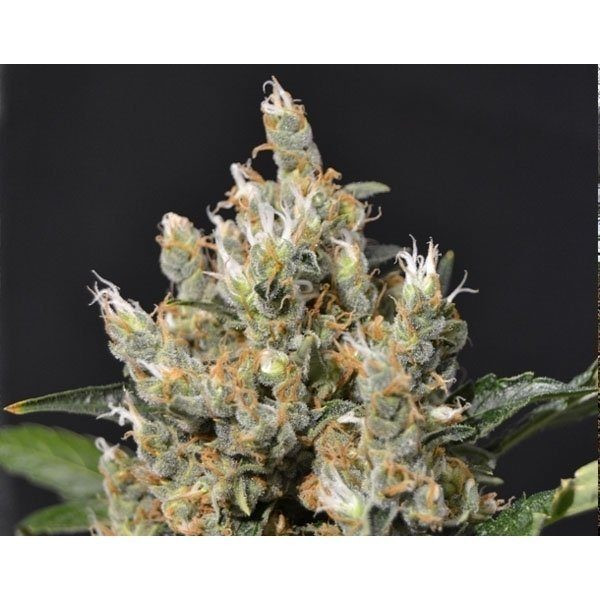 Kali - CBD Seeds | TanieSianie.pl