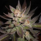 Lavender - CBD Seeds | TanieSianie.pl
