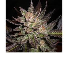 Lavender - CBD Seeds | TanieSianie.pl