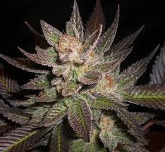 Lavender - CBD Seeds | TanieSianie.pl
