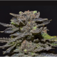Magma - CBD Seeds | TanieSianie.pl