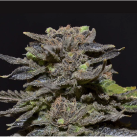 Magma - CBD Seeds | TanieSianie.pl