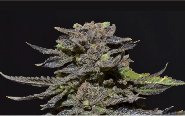 Magma - CBD Seeds | TanieSianie.pl
