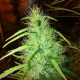 Mexican Haze - CBD Seeds | TanieSianie.pl