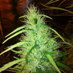 Mexican Haze - CBD Seeds | TanieSianie.pl