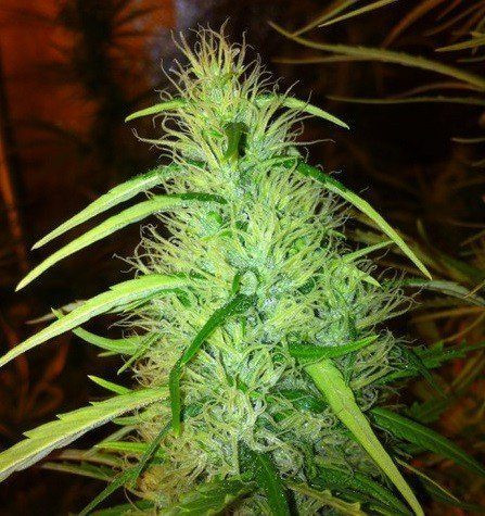 Mexican Haze - CBD Seeds | TanieSianie.pl