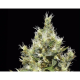 Northern - CBD Seeds | TanieSianie.pl
