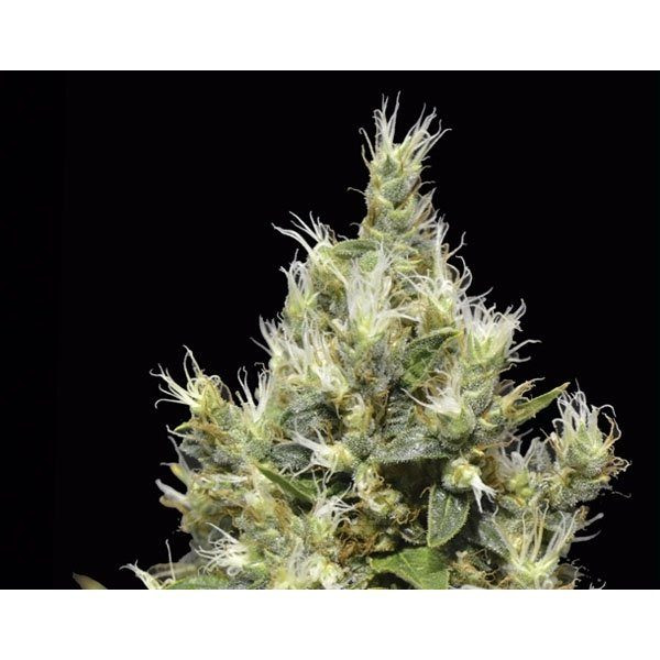 Northern - CBD Seeds | TanieSianie.pl