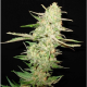 One To One - CBD Seeds | TanieSianie.pl