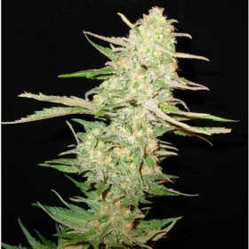 One To One - CBD Seeds | TanieSianie.pl