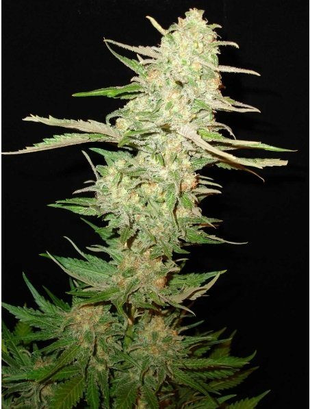 One To One - CBD Seeds | TanieSianie.pl