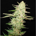 One To One - CBD Seeds