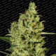 Delahaze - PARADISE SEEDS | TanieSianie.pl