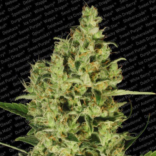 Delahaze - PARADISE SEEDS | TanieSianie.pl