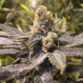 Orange Big Bud - CBD Seeds