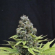 Shark - CBD Seeds | TanieSianie.pl