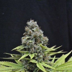 Shark - CBD Seeds | TanieSianie.pl