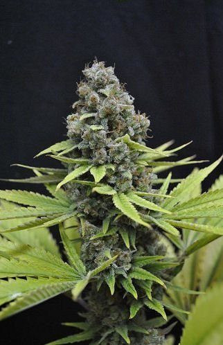 Shark - CBD Seeds | TanieSianie.pl