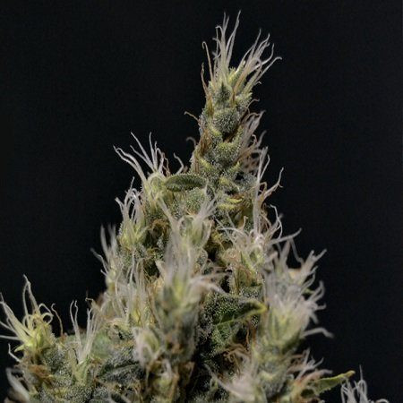 Vanilla Haze - CBD Seeds | TanieSianie.pl