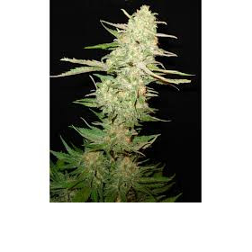 Widow - CBD Seeds | TanieSianie.pl