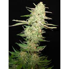 Widow - CBD Seeds | TanieSianie.pl