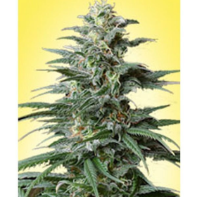 Big Bud Auto | TanieSianie.pl