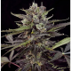 Blueberry Auto | TanieSianie.pl
