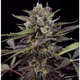 Blueberry Auto | TanieSianie.pl