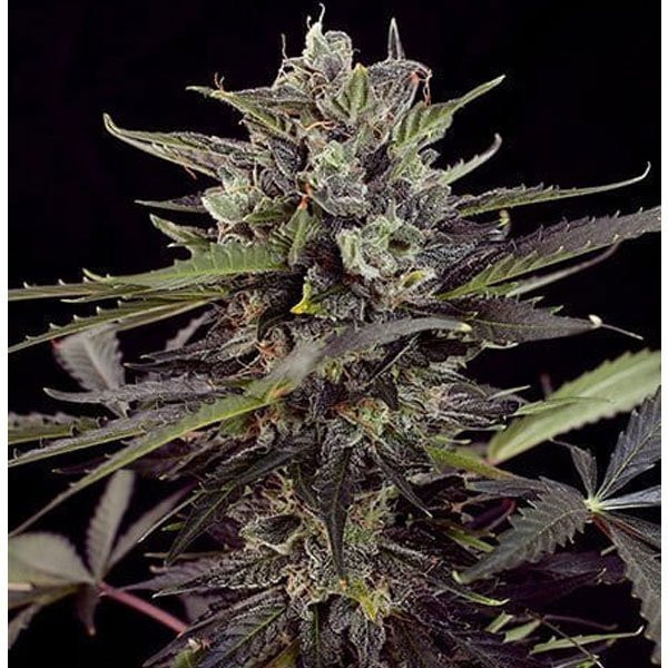 Blueberry Auto | TanieSianie.pl