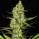 Delahaze - PARADISE SEEDS | TanieSianie.pl