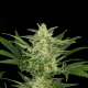Critical Auto | TanieSianie.pl